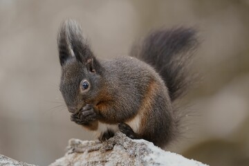 the squirrel looks like he is sitting on a rock eating a peanut