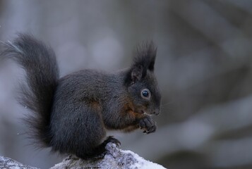 Squirrel stands atop a tree stump, looking off into the distance with its front paws raised