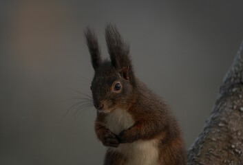 the squirrel has its front paws up and his eyes wide