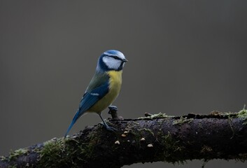 a small bird that is on a branch with mossy material