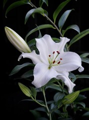 a single white lily and some green leaves against a black background