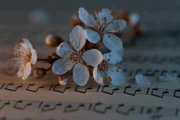 Vibrant display of white flowers on sheet music