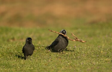 Two Jackdaw (Coloeus monedula) birds perched on the grass with one of them holding a twig