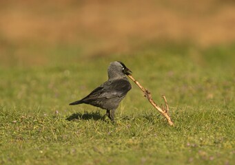 Jackdaw (Coloeus monedula) bird perched on the grass holding a twig