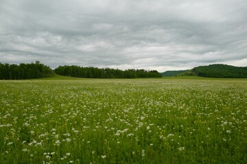 a large field full of white flowers in the foreground