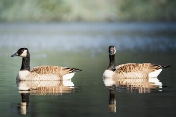 Pair of Canadian geese gliding in the tranquil waters of a pond