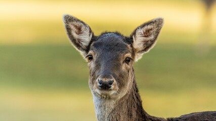 Obraz premium Close-up shot of a white-tailed deer standing in a lush, green meadow