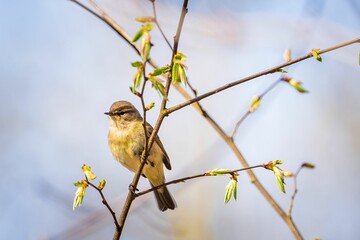 Small common chiffchaff bird perched on a branch in a tree