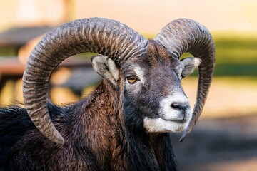 Closeup shot of a mouflon with curved horns in a forest