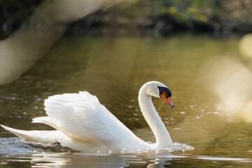 Beautiful white swan gracefully swimming in a tranquil body of water
