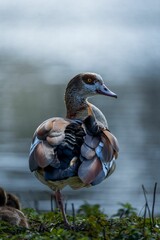 Vertical shot of an egyptian goose perched on grass near a lake