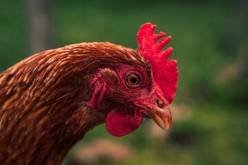 a large red rooster with a red comb on its head