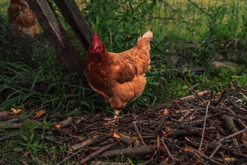 Closeup image of a rooster with a soft, out of focus background