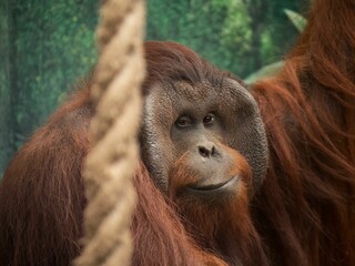 Sumatran orangutan (Pongo abelii) at the zoo