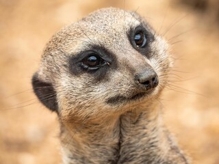 Closeup shot of a meerkat (Suricata suricatta) looking for something