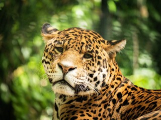 Selective focus shot of a jaguar at the zoo