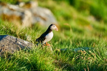 Selective focus shot of a puffin bird perched on a grassy meadow in Runde Island, Norway