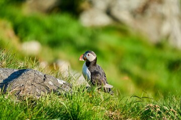 Cute and adorable Puffin seabird sitting in a breeding colony on a high cliff at Runde Island.