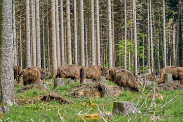 Fototapeta na wymiar Large group of wild living European wood Bison in the lush forest