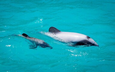 Closeup of a Hector's dolphin with calf in Akaroa Harbour, New Zealand