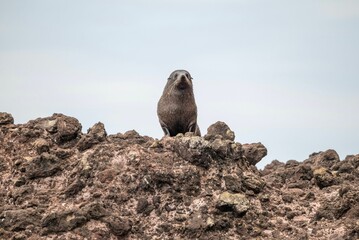 Low angle shot of a fur seal on a rocky shore in New Zealand