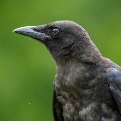 Closeup of a black raven