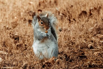 Small red squirrel eating nuts in the dried grassy field