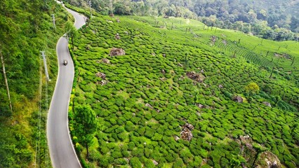 Aerial view of a rural road winding through lush green fields. Munnar, India.