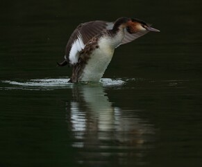 Closeup of great crested grebe (Podiceps cristatus) swimming in a lake