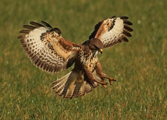 Closeup shot of a Common buzzard landing on the grass on a sunny day - obrazy, fototapety, plakaty