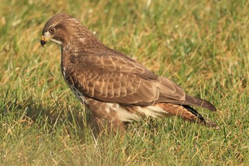 Naklejka na ściany i meble Closeup shot of a Common buzzard on the grass on a sunny day