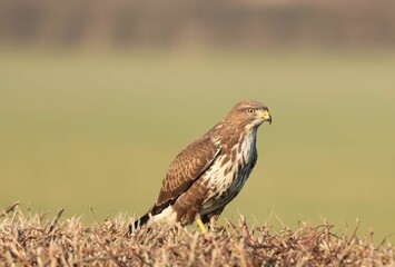 Closeup shot of a Common buzzard on the grass on a sunny day