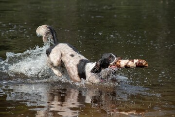 Adorable Springer Spaniel dog swimming in the lake with a stick in its mouth