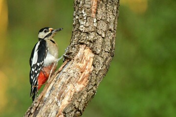 Closeup of a woodpecker perched on a tree branch