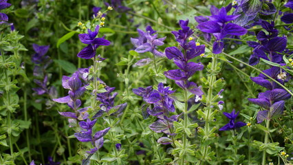 Salvia viridis known as Wild clary, Annual clary, Bluebeard, Green, Joseph,Painted, Clary Sage Sage