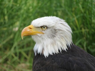 Closeup of a bald eagle standing in tall grass