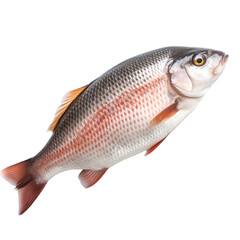 fish on transparent background PNG