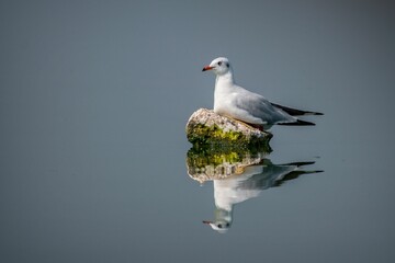 Black-headed gull perched on a rocky outcropping with its reflection on the water