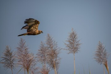 Majestic Eurasian Marsh Harrier bird soaring through the air, against a backdrop of lush vegetation