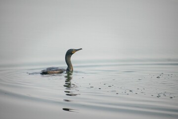Majestic Indian Cormorant gliding across the tranquil blue surface of a large pon