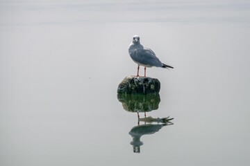 Black-headed gull perched on a rocky outcropping with its reflection on the water