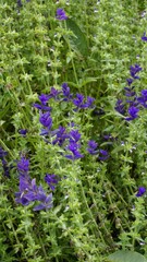 Salvia viridis known as Wild clary, Annual clary, Bluebeard, Green, Joseph,Painted, Clary Sage Sage