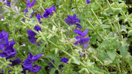 Salvia viridis known as Wild clary, Annual clary, Bluebeard, Green, Joseph,Painted, Clary Sage Sage
