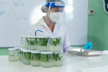 Biochemistry asian Scientist women working plants tissue culture biotechnology in science lab....