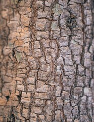 a closeup of a bark on a tree trunk, with the bark exposed