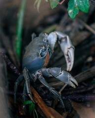 Vibrant blue crab with two large claws resting on a bed of lush green grass