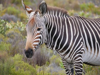African zebra in a savannah grassland, surrounded by lush green bushes, in a natural habitat