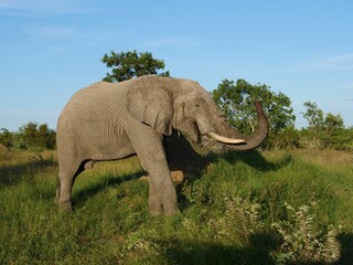 Elephant walking down a dirt path in a grassy savannah