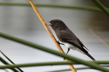 Closeup shot of a black phoebe perched on a plant stem. Sayornis nigricans.