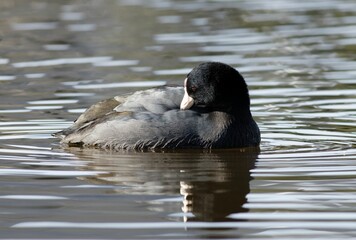 Eurasian coot swimming in a tranquil lake and grooming itself.